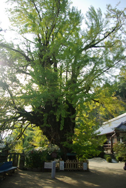 一言主神社.jpg