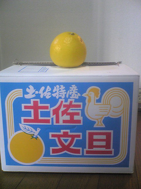文旦2