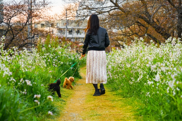 花散歩