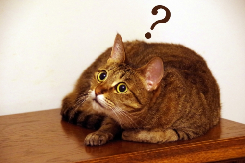 ねこはてな